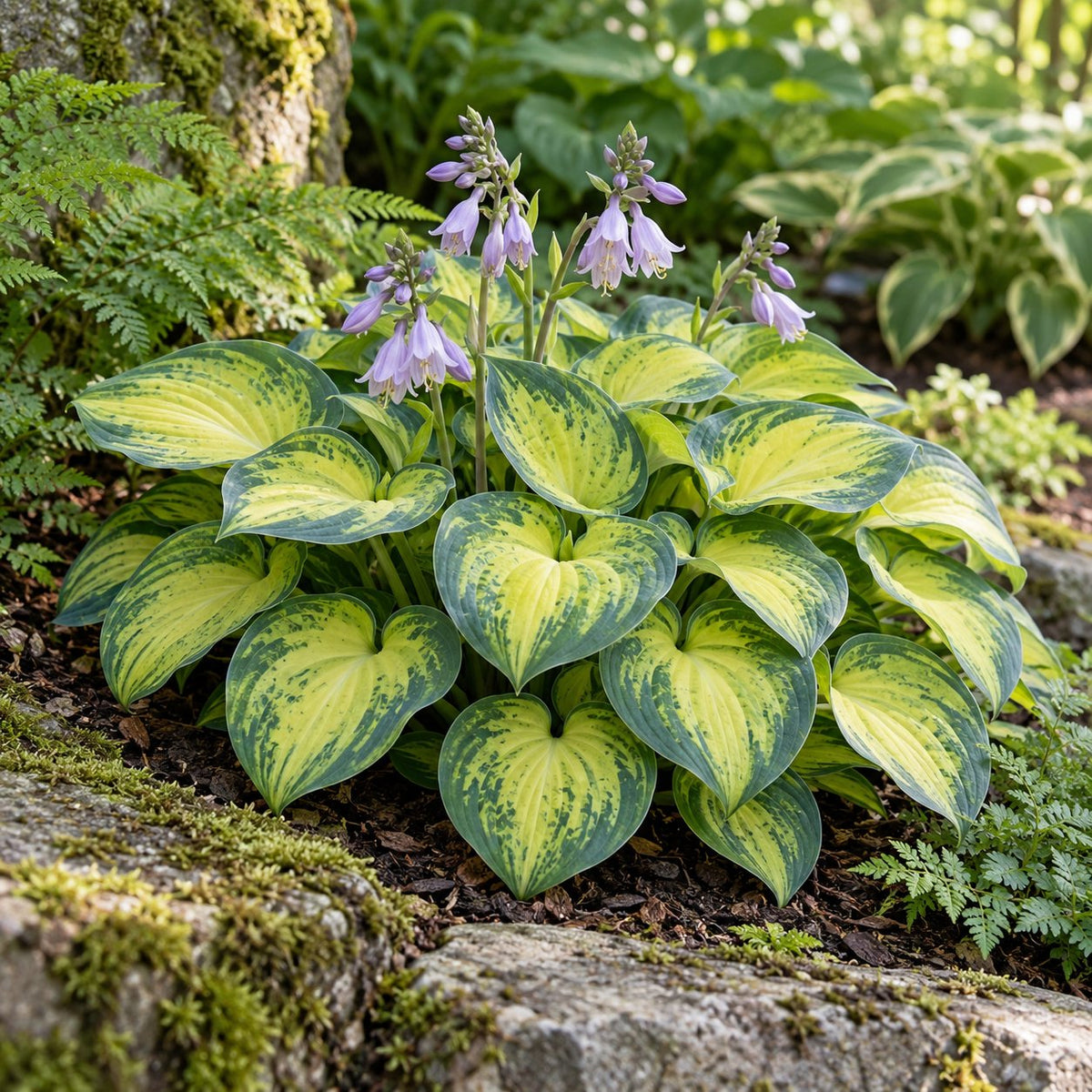 Mouseketeer Hosta