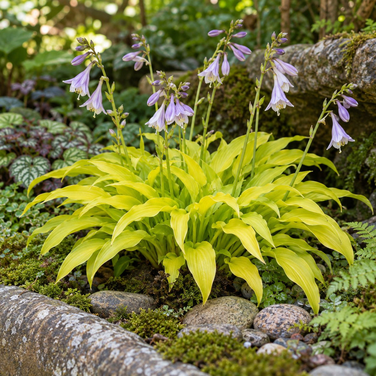 Munchkin Fire Hosta