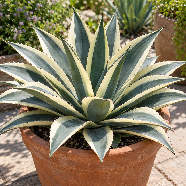 Navajo Princess mangave with cream-edged blue-green leaves in a terracotta pot
