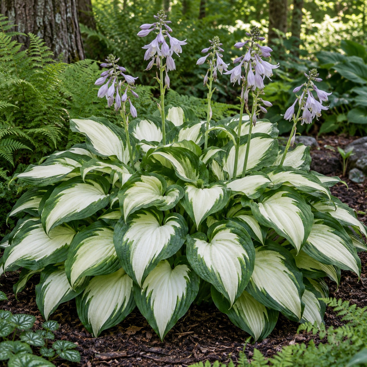 Night before Christmas Hosta growing in a garden