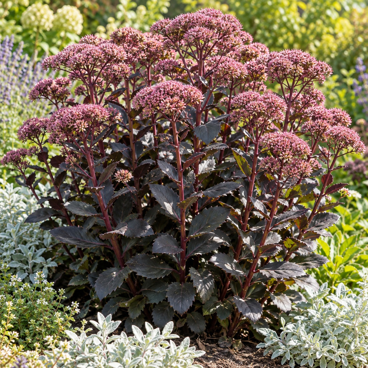 Night Embers Autumn Stonecrop growing in a garden