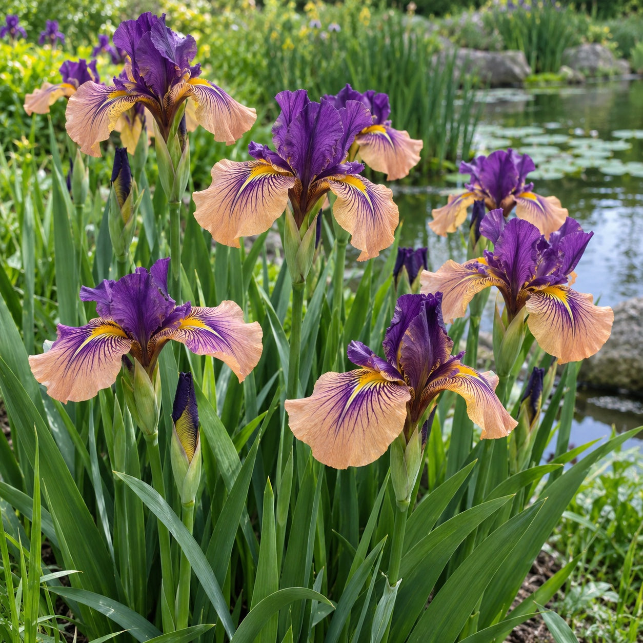 Night Thunder Pseudata Iris growing in a garden