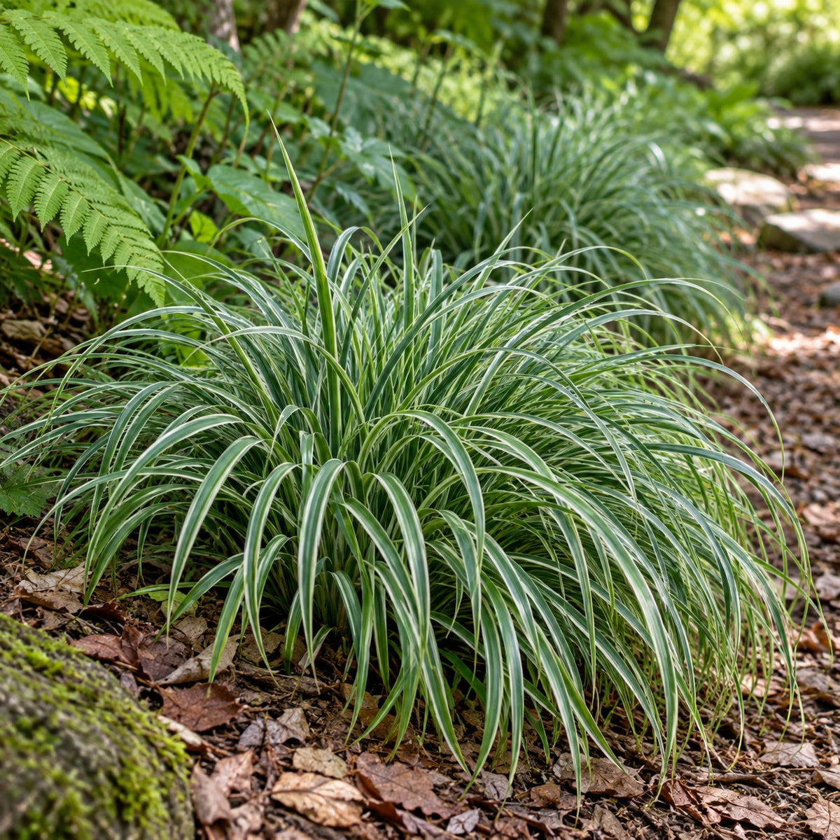 Noble Native Woodland Sedge