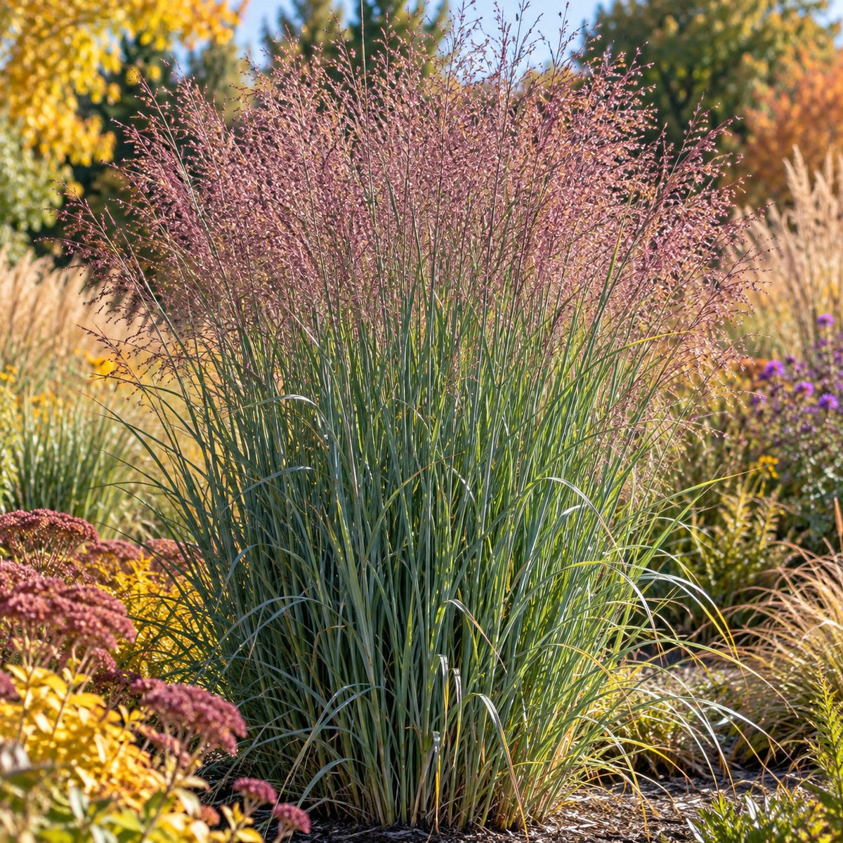 October Sky Switch Grass