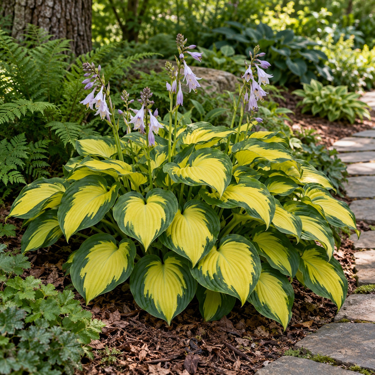 Old Glory Hosta growing in a garden
