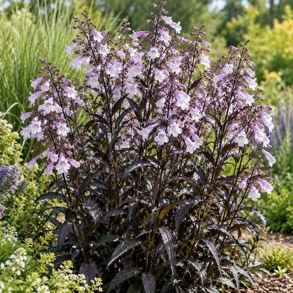 Onyx and Pearls Penstemon