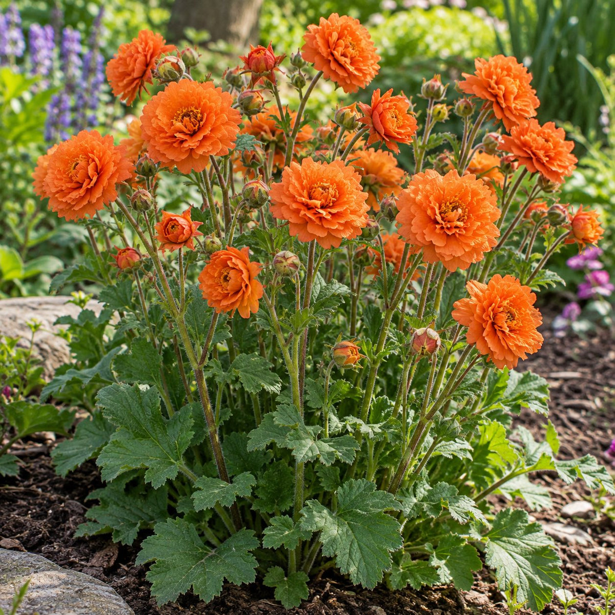 Orange Pumpkin Avens