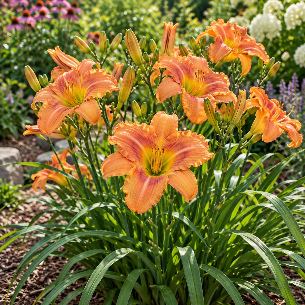 Orange Smoothie Daylily growing in a garden