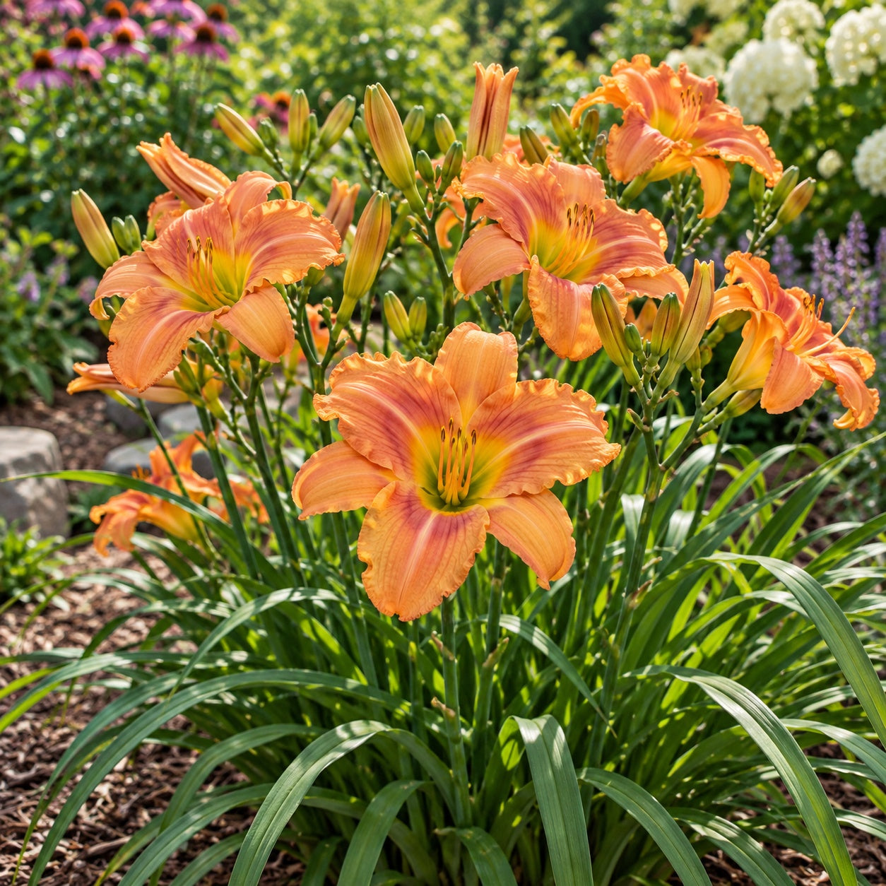 Orange Smoothie Daylily growing in a garden