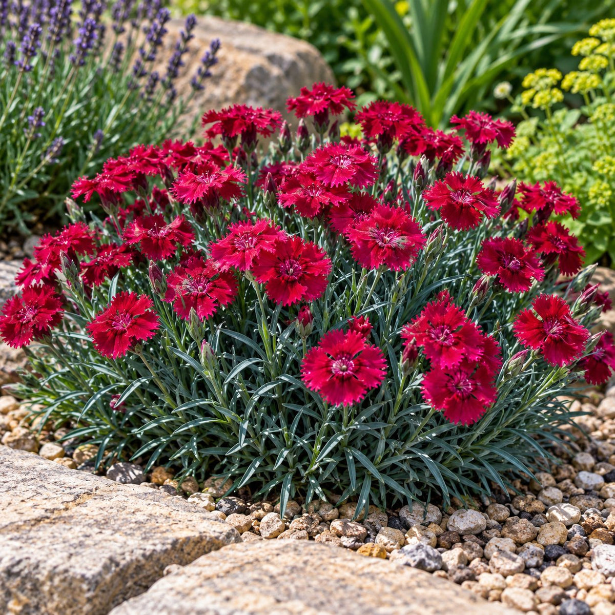 Paint the Town Red Dianthus
