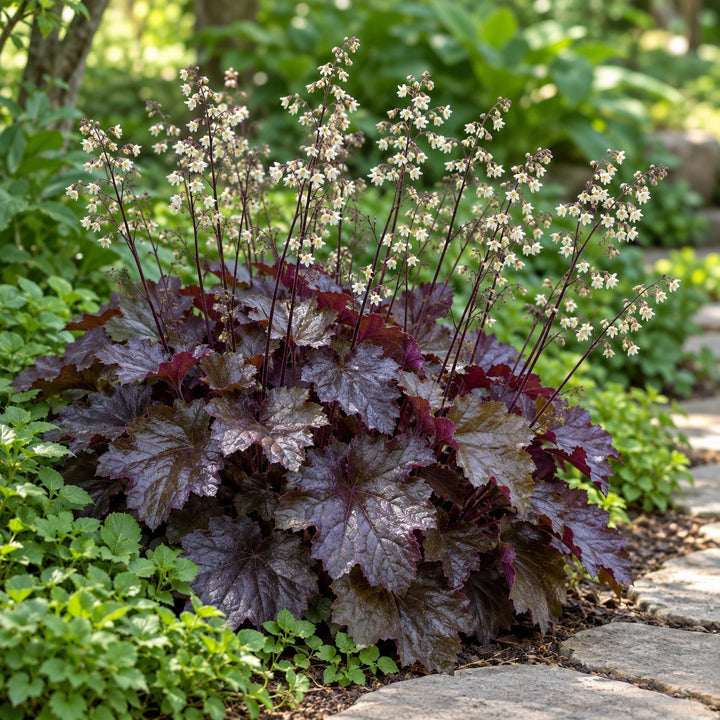 Palace Purple coral bells (Heuchera) with dark bronze-purple foliage and white flower sprays