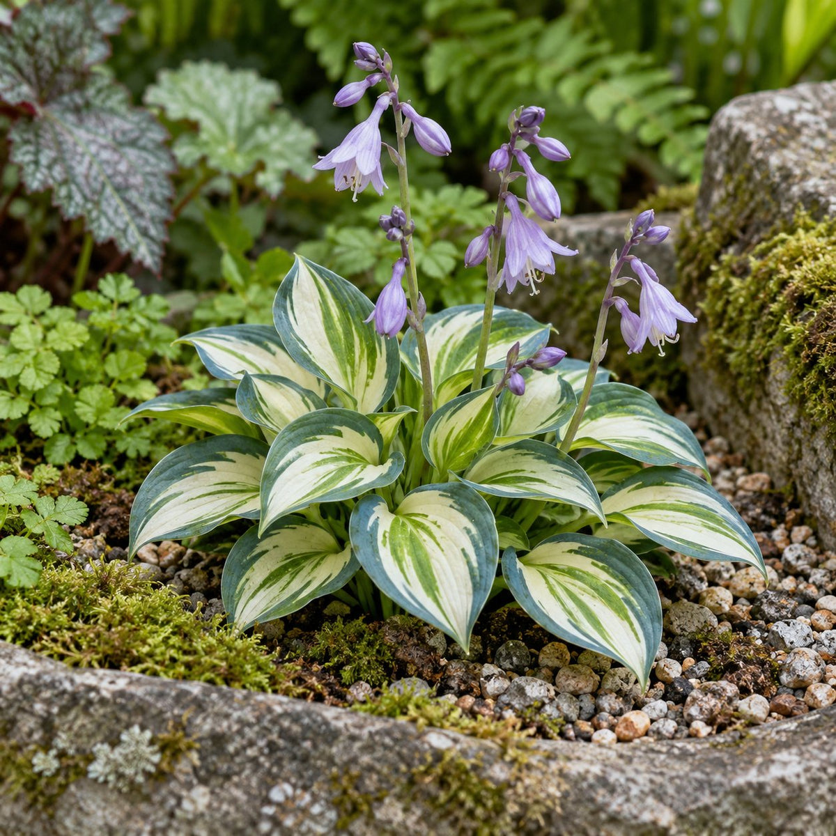 Pandora's Box Hosta