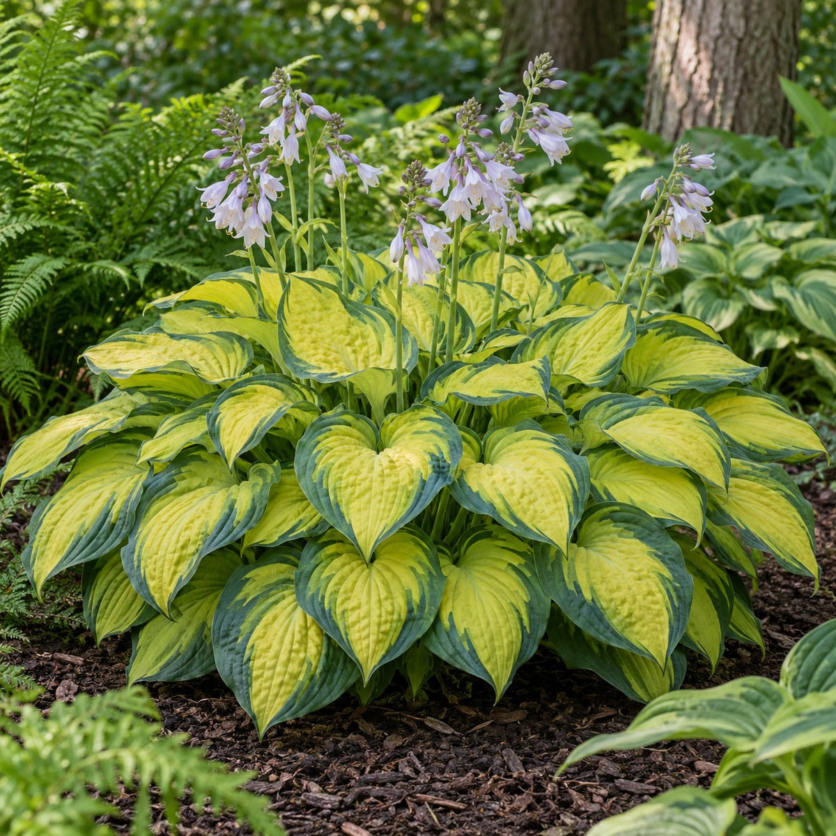 Paradigm Hosta