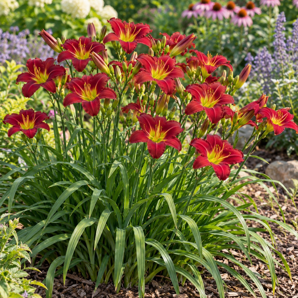 Pardon Me Daylily growing in a garden