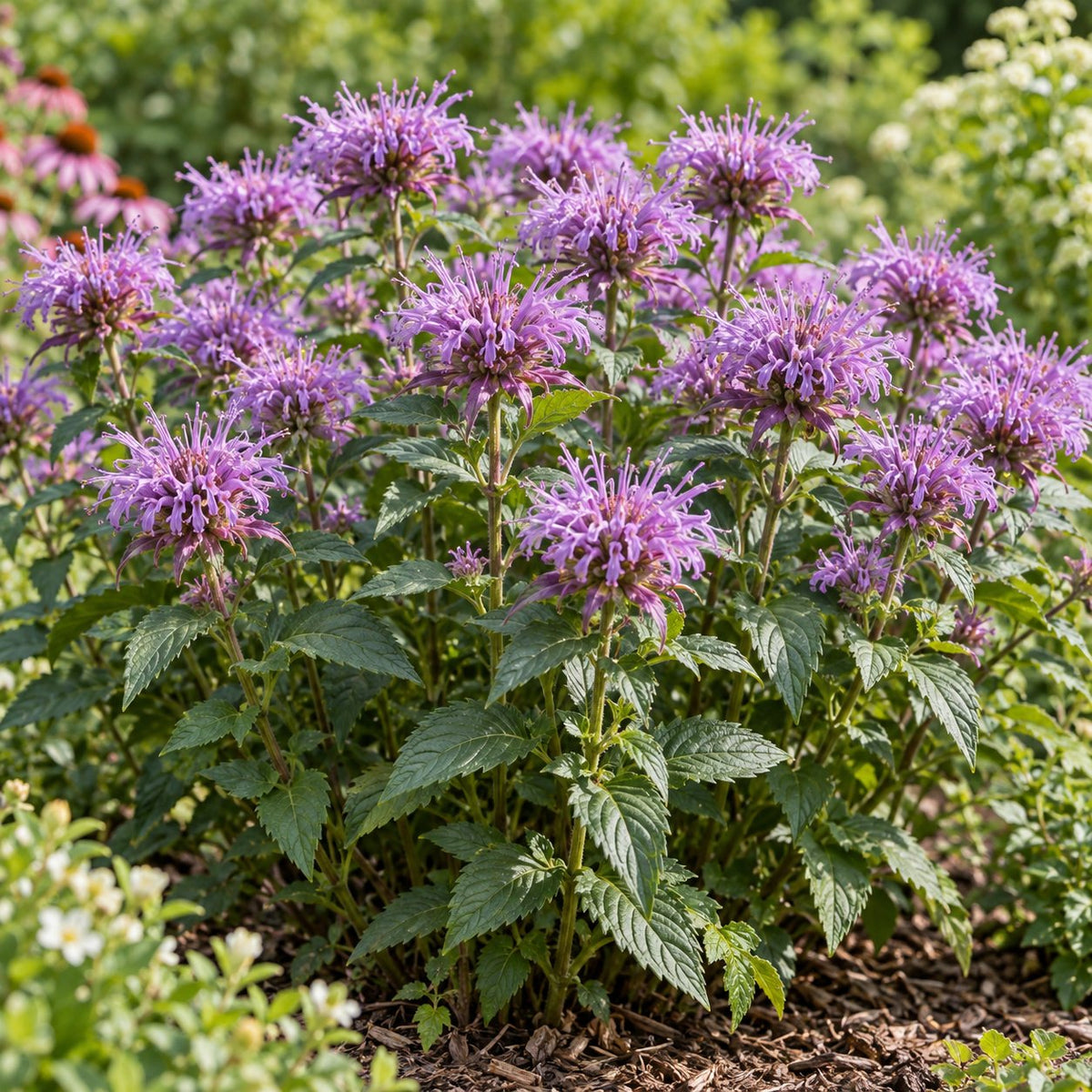 Pardon My Lavender II Bee Balm