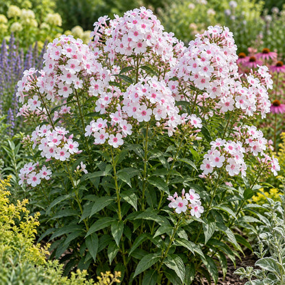 Party Girl Garden Phlox