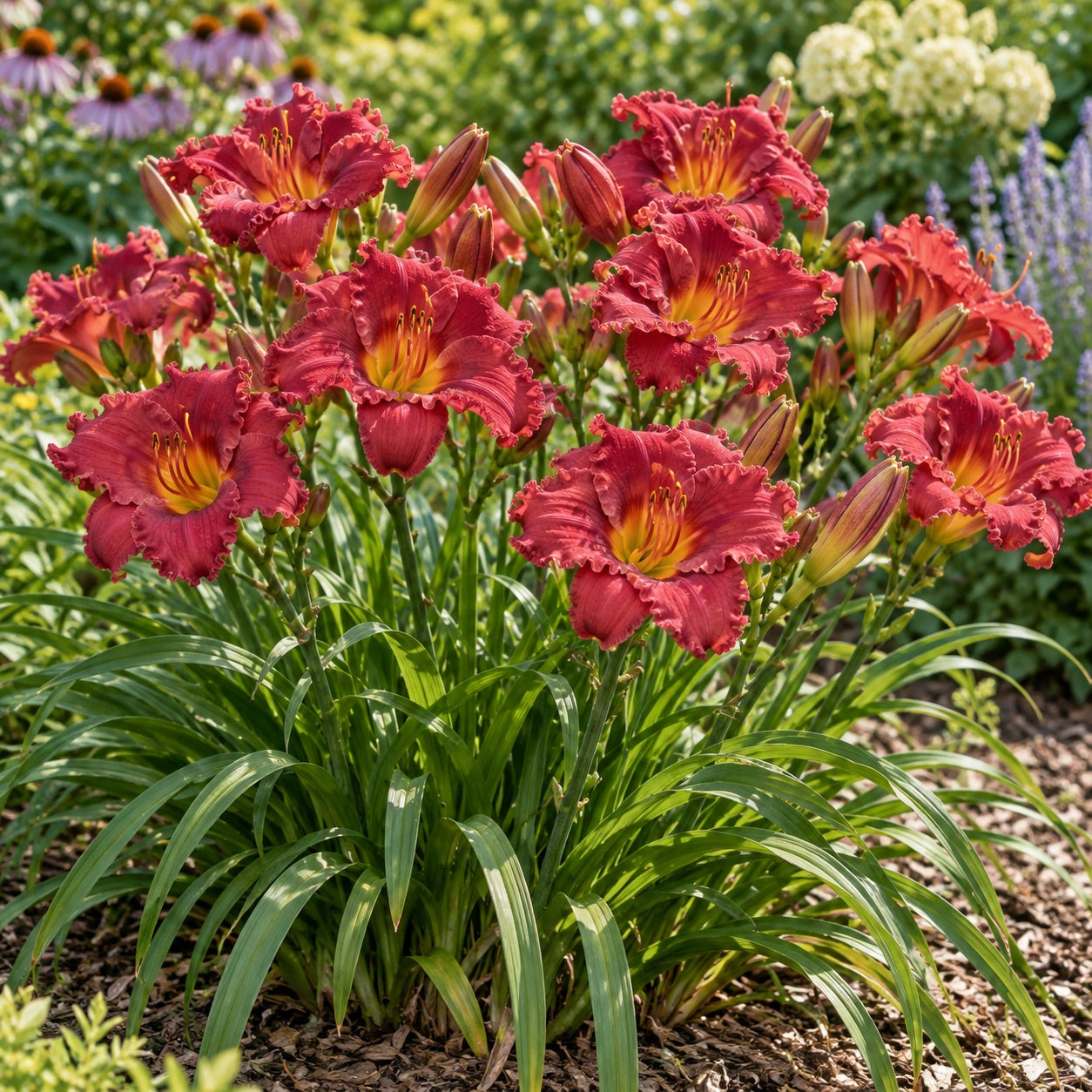 Passionate Returns Daylily growing in a garden
