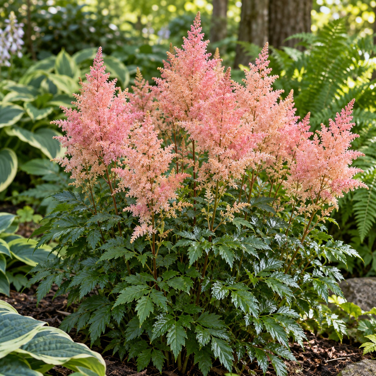 Peach Blossom Astilbe growing in a garden