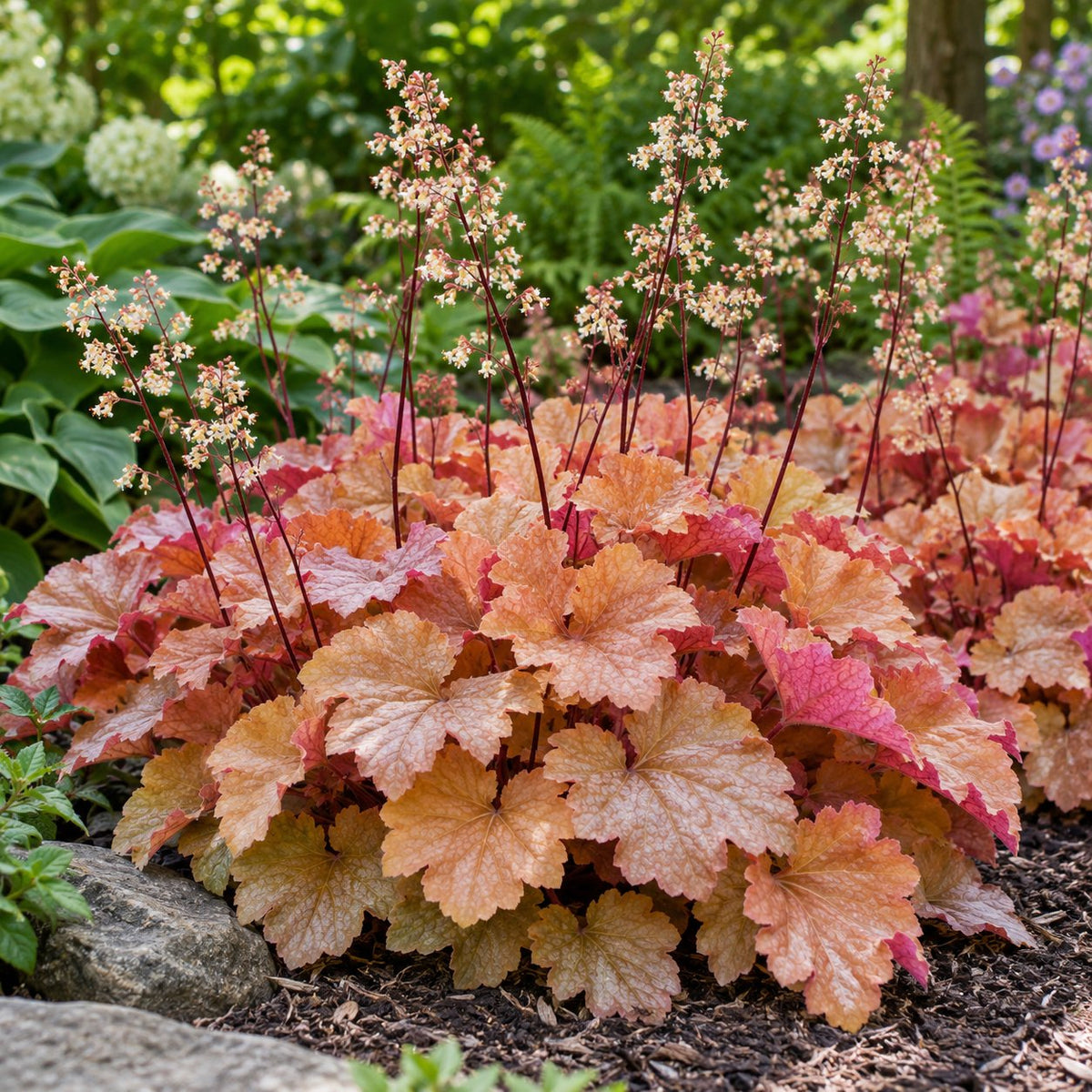 Peachberry Ice Coral Bells