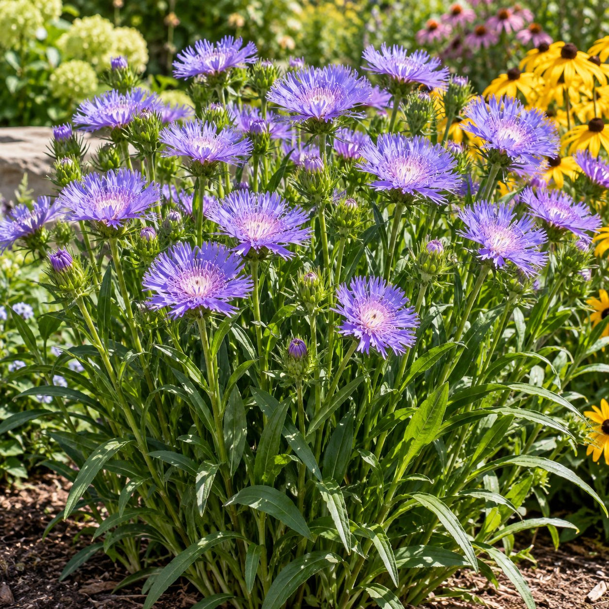 Peachie's Pick Stokes' Aster