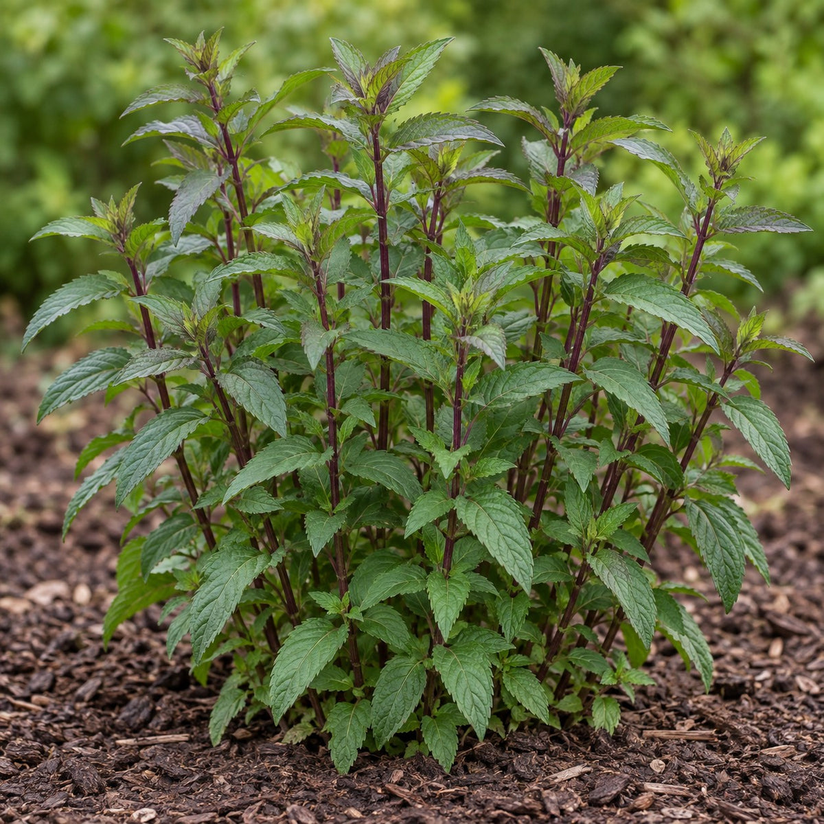 Peppermint (Mentha × piperita) herb plant growing in a garden bed