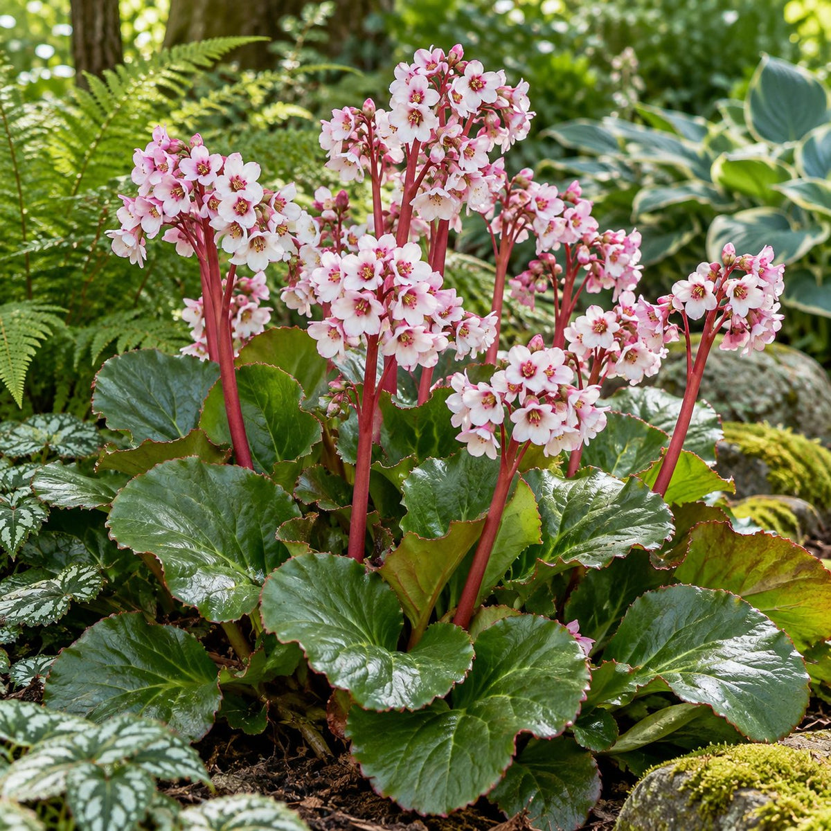Peppermint Patty Bergenia
