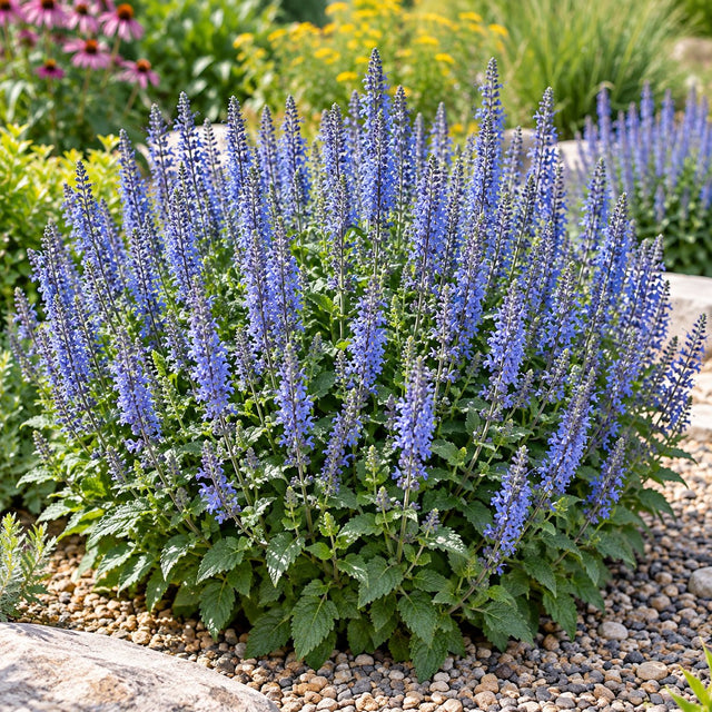 Perfect Profusion