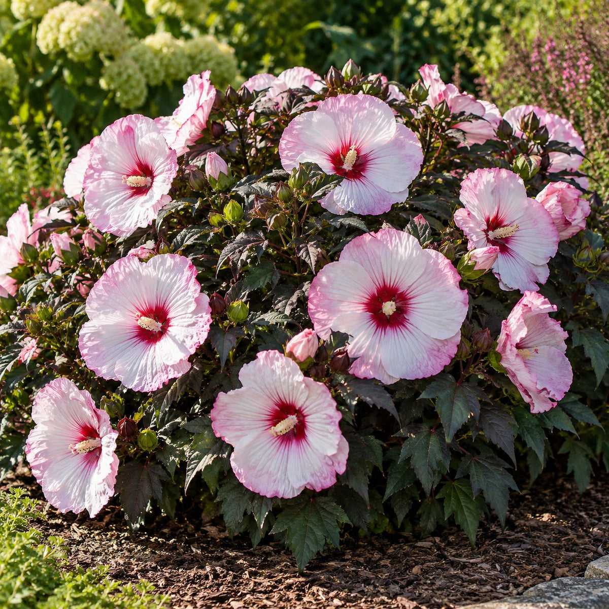 Perfect Storm Hardy Hibiscus