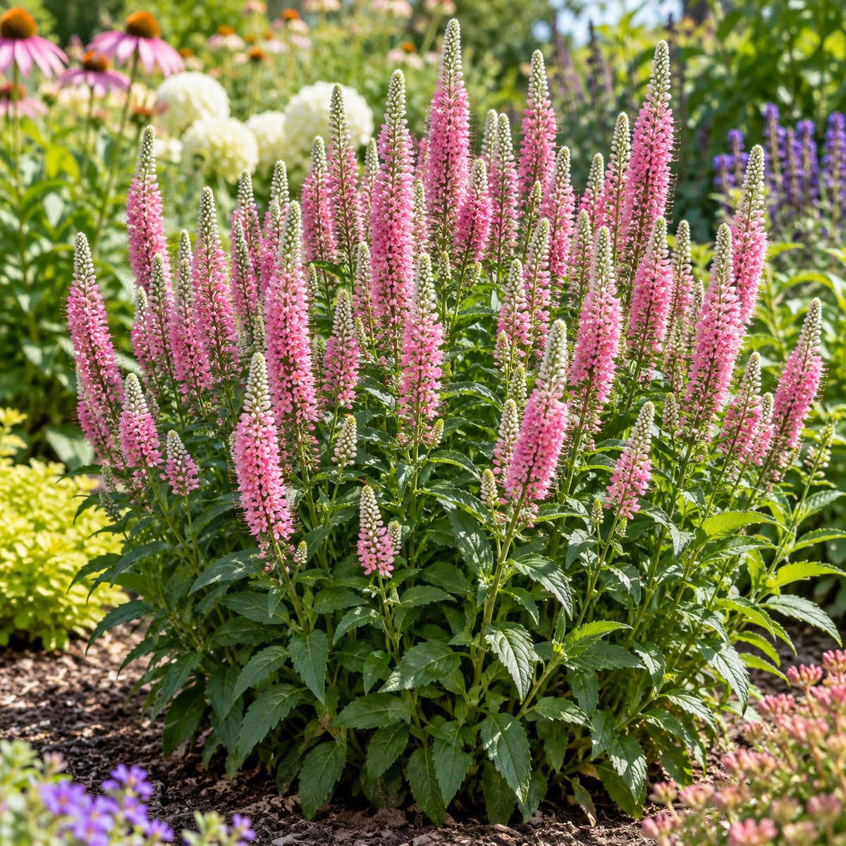 Perfectly Picasso Spike Speedwell