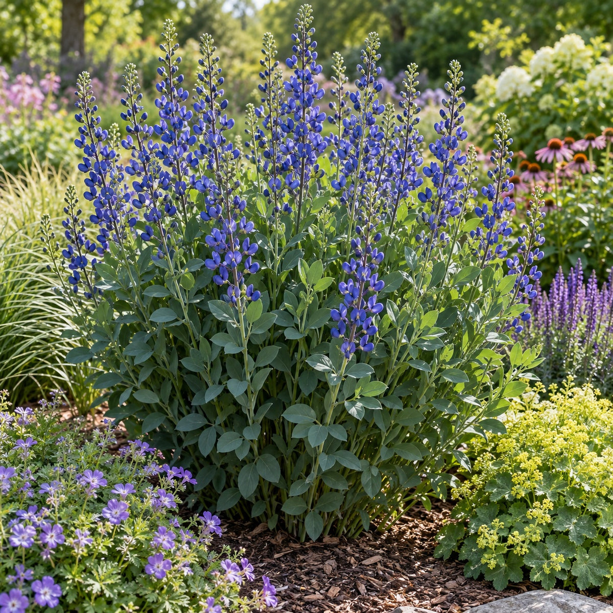 Periwinkle Popsicle False Indigo growing in a garden