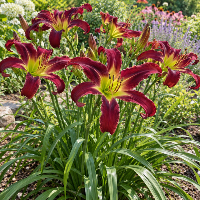 Persian Ruby