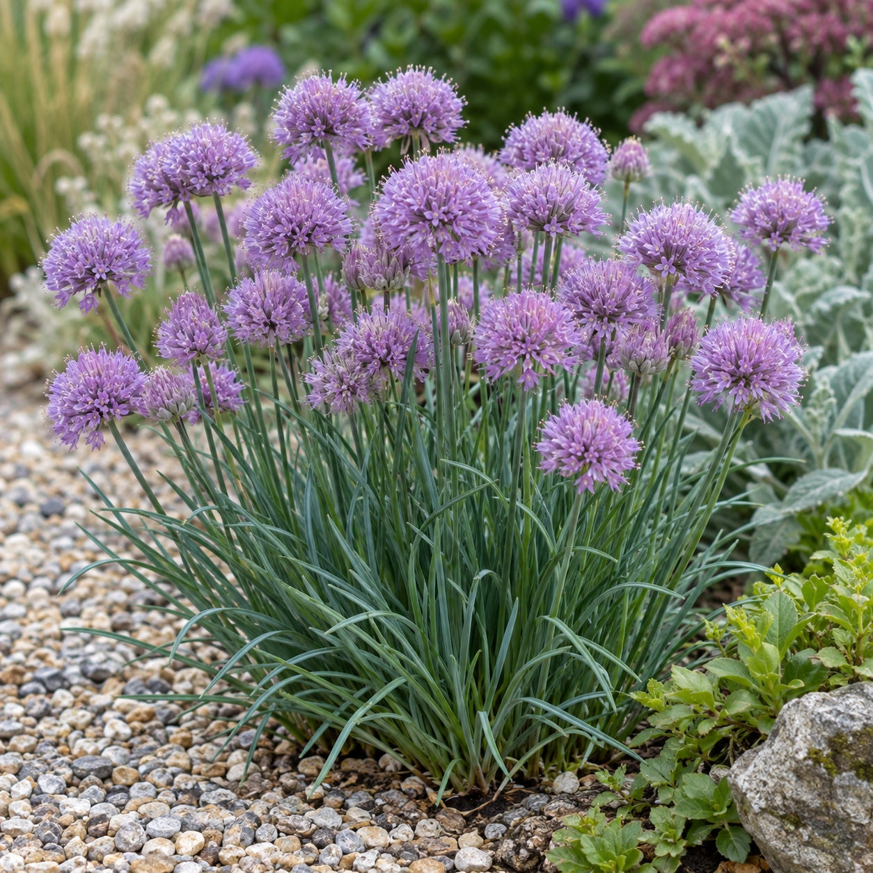 Pincushion Ornamental Onion growing in a garden