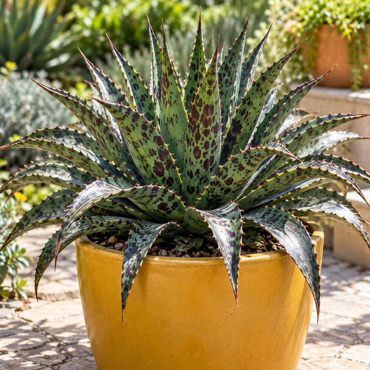 Pineapple Express mangave with spiky purple-spotted leaves in a yellow pot