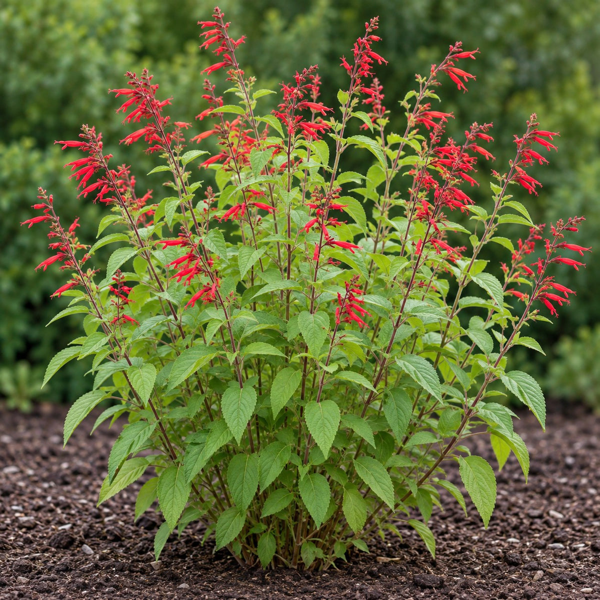 Pineapple Sage (Salvia elegans) herb plant growing in a garden bed