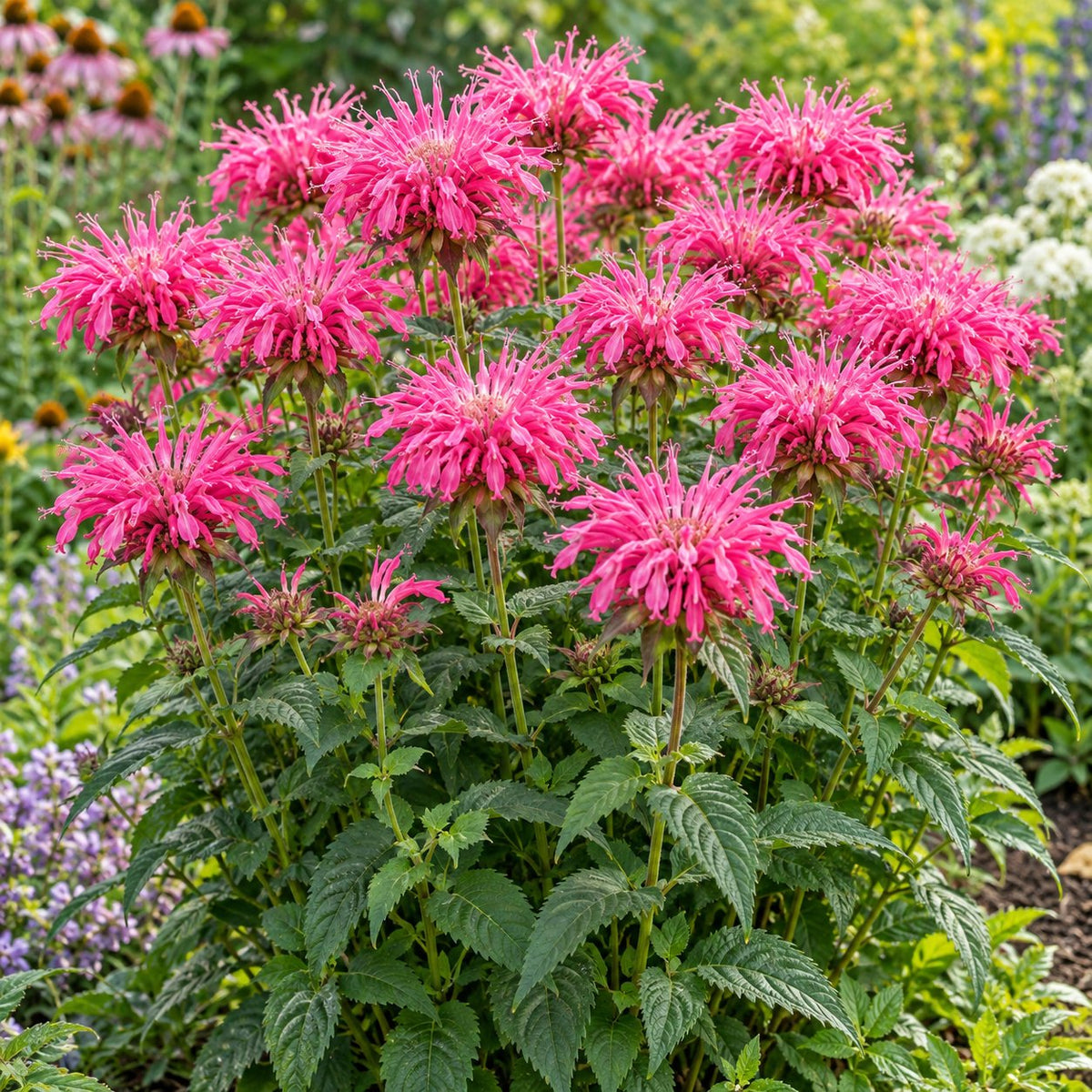 Pink Chenille Bee Balm