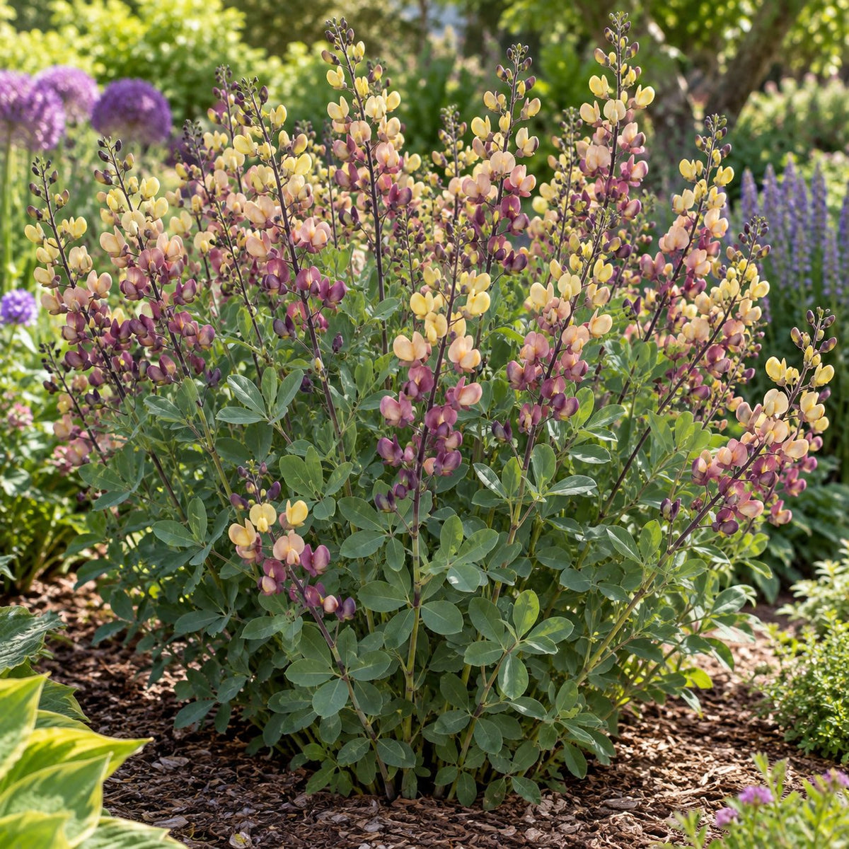 Pink Lemonade False Indigo