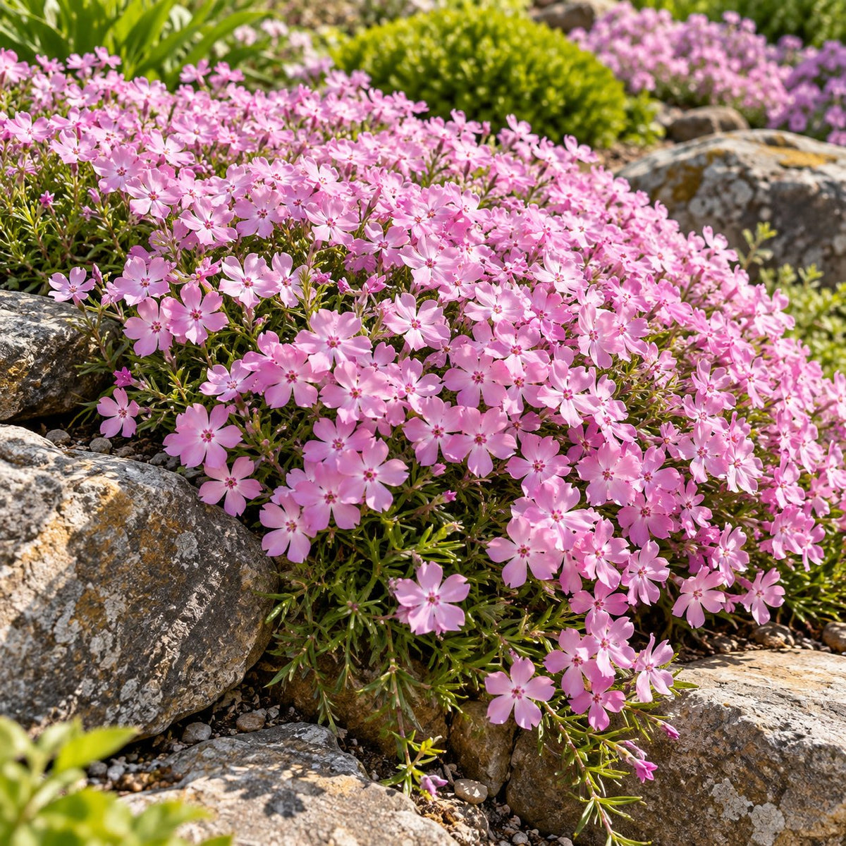 Pink Sparkles Creeping Phlox