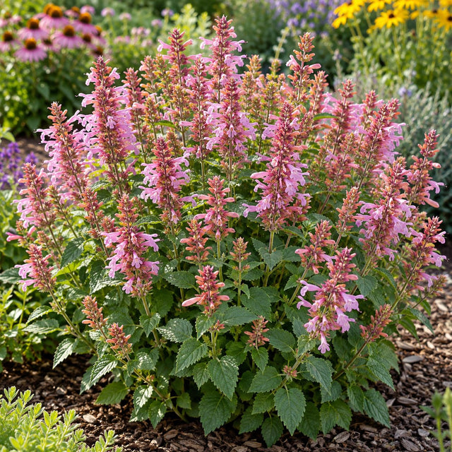 Pinky Pie