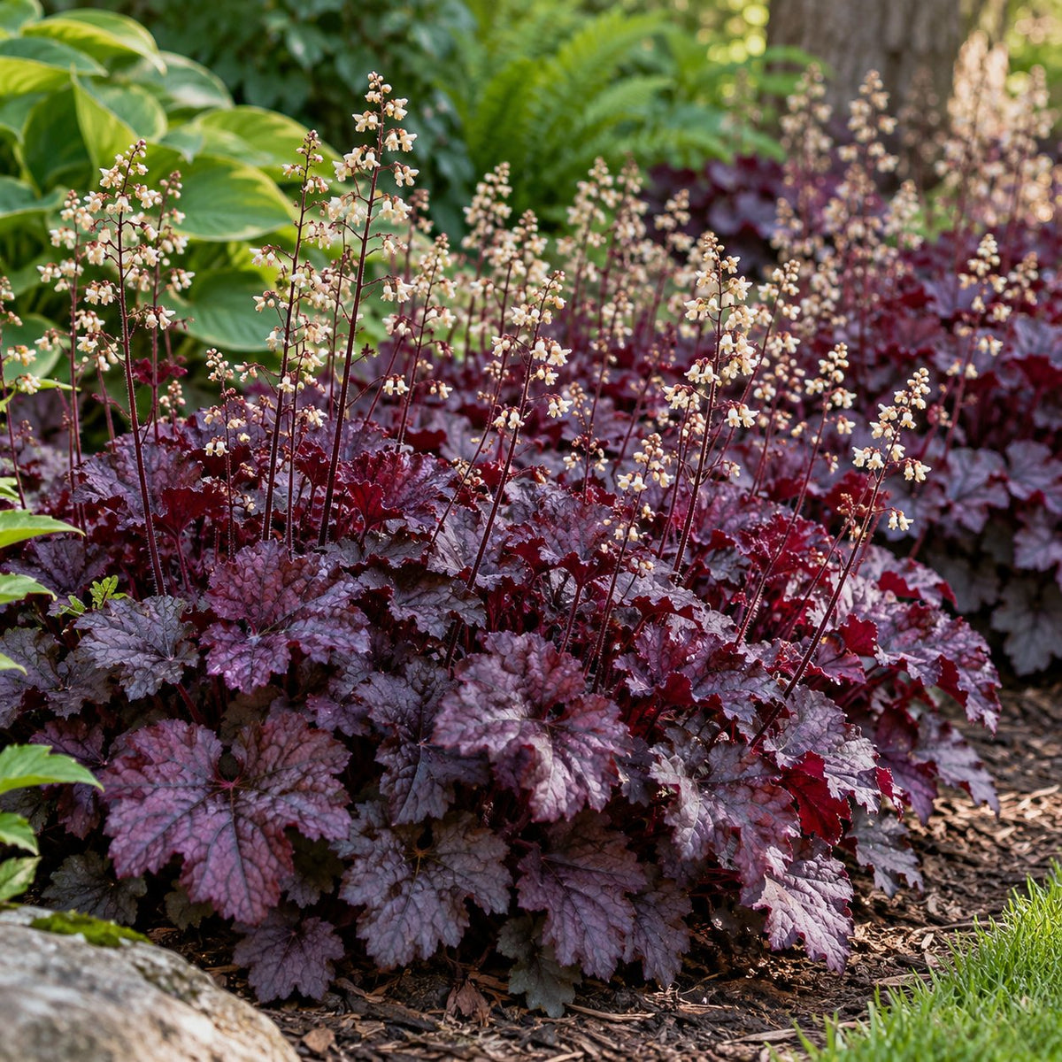 Plum Pudding Coral Bells