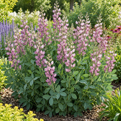 Plum Rosy False Indigo