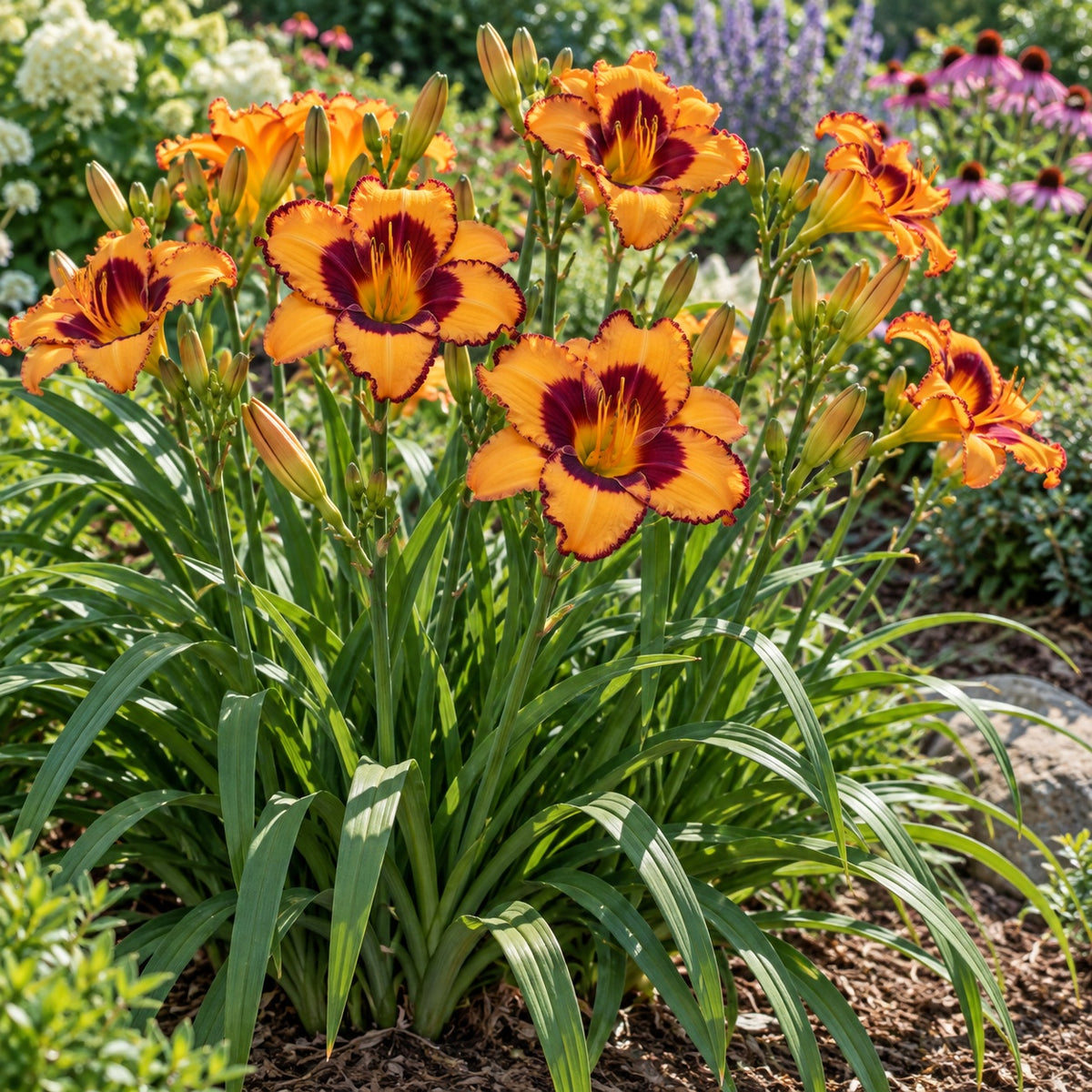 Pooh Bear Daylily growing in a garden