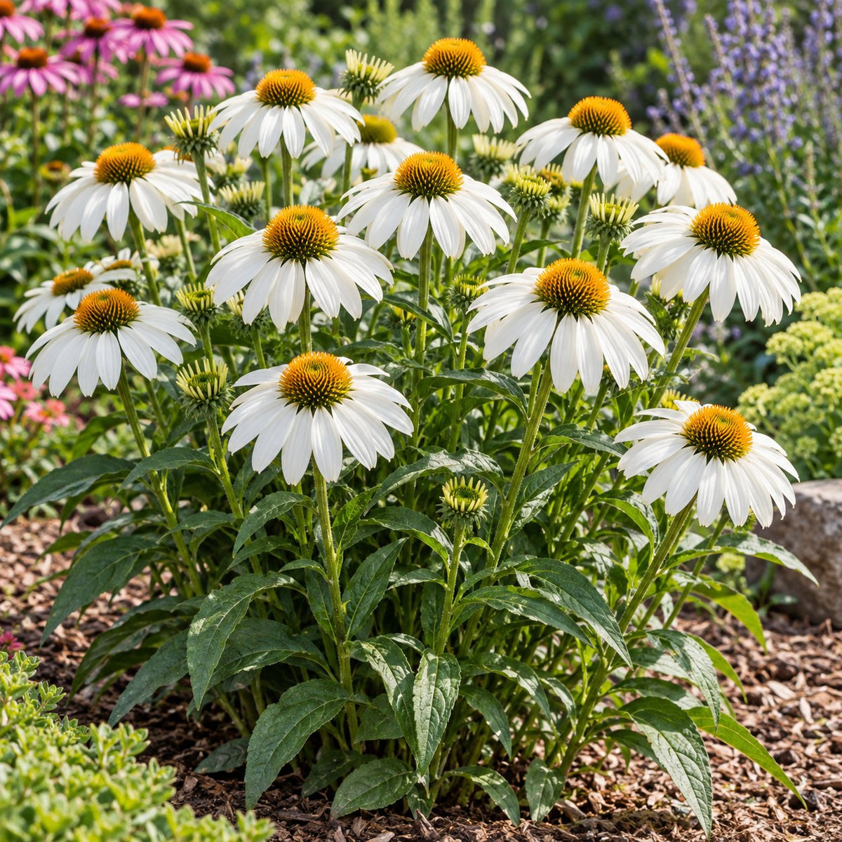 PowWow White Coneflower