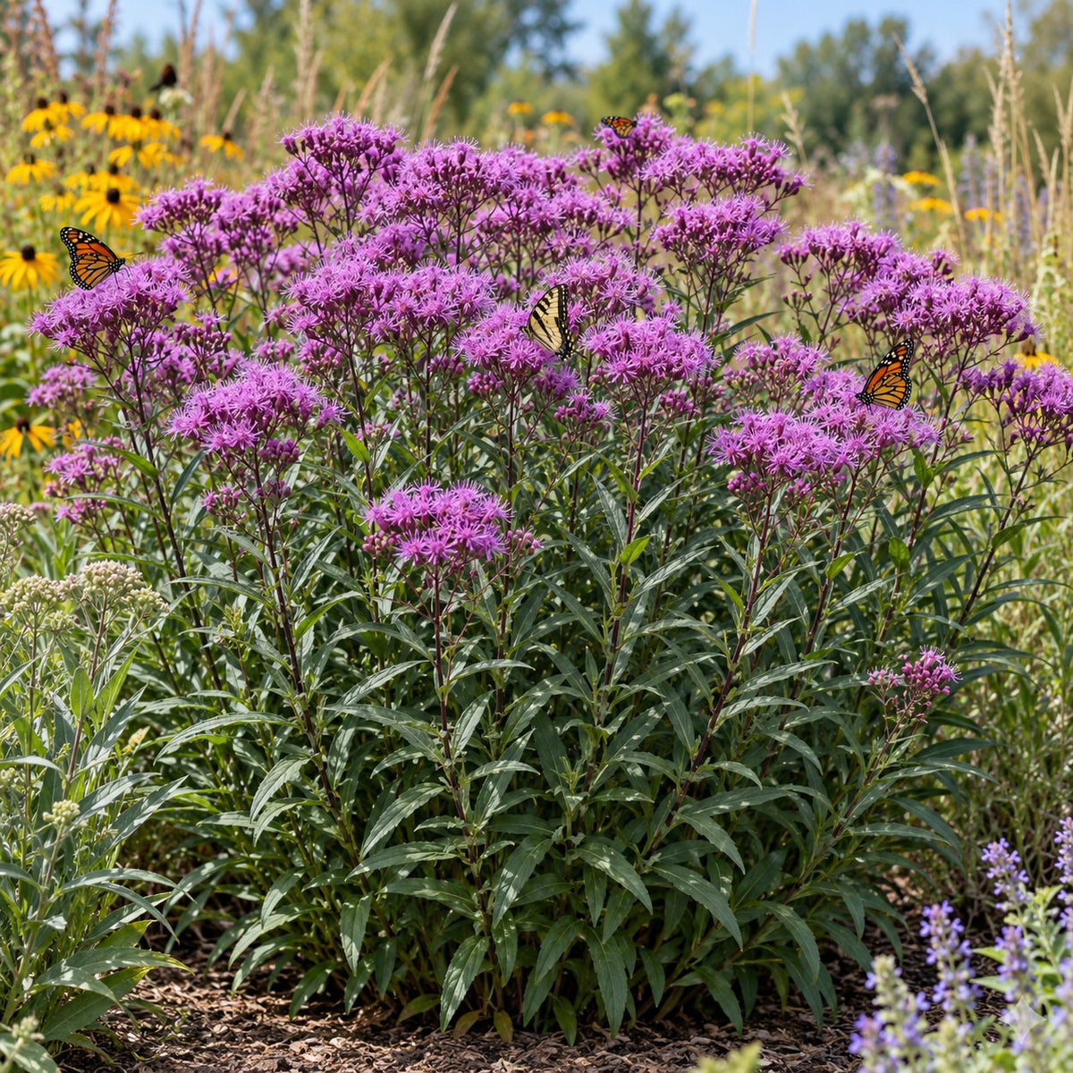 Prairie Princess Ironweed