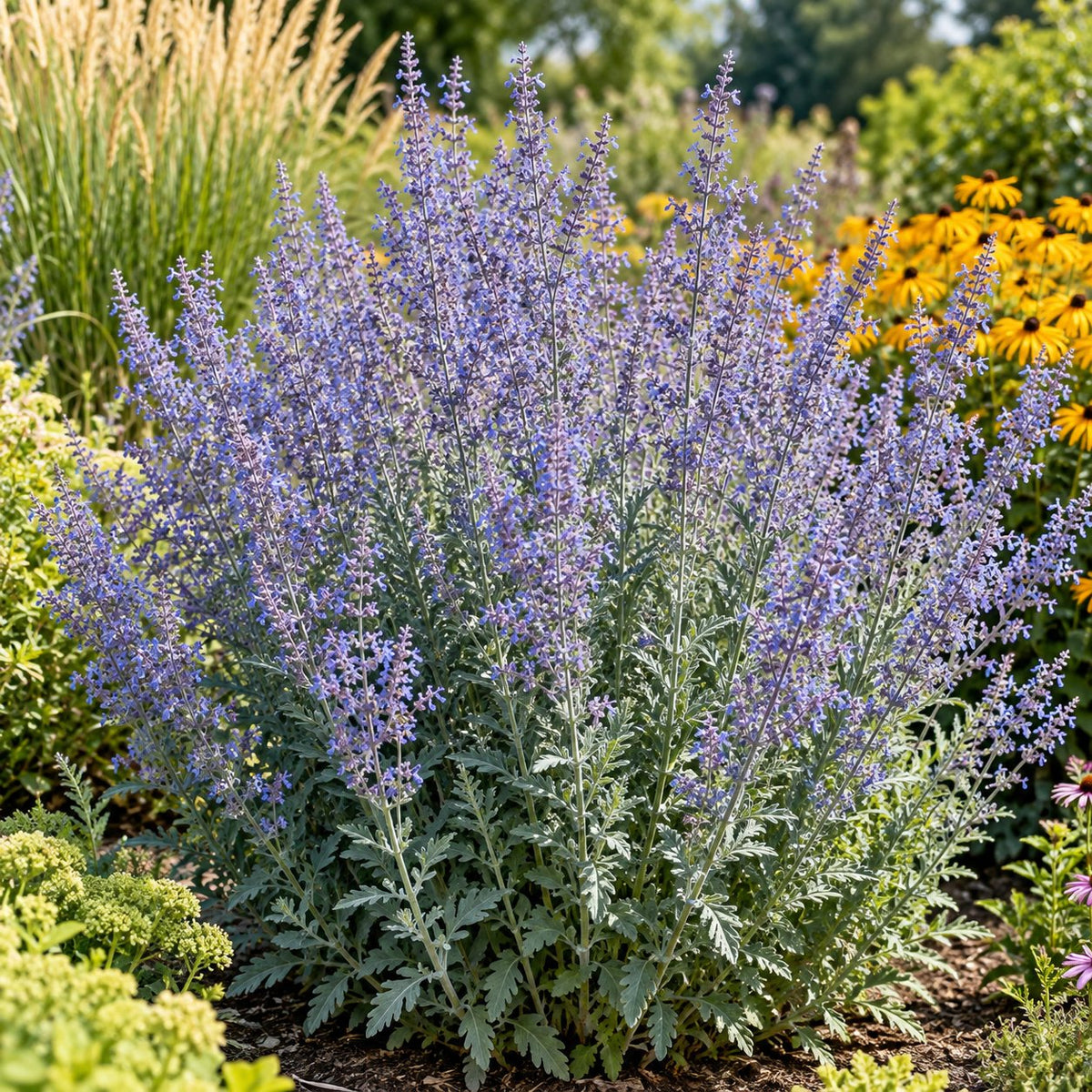 Prime Time Russian Sage