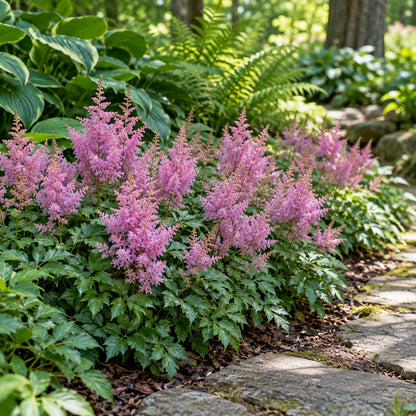 Pumila Astilbe growing in a garden