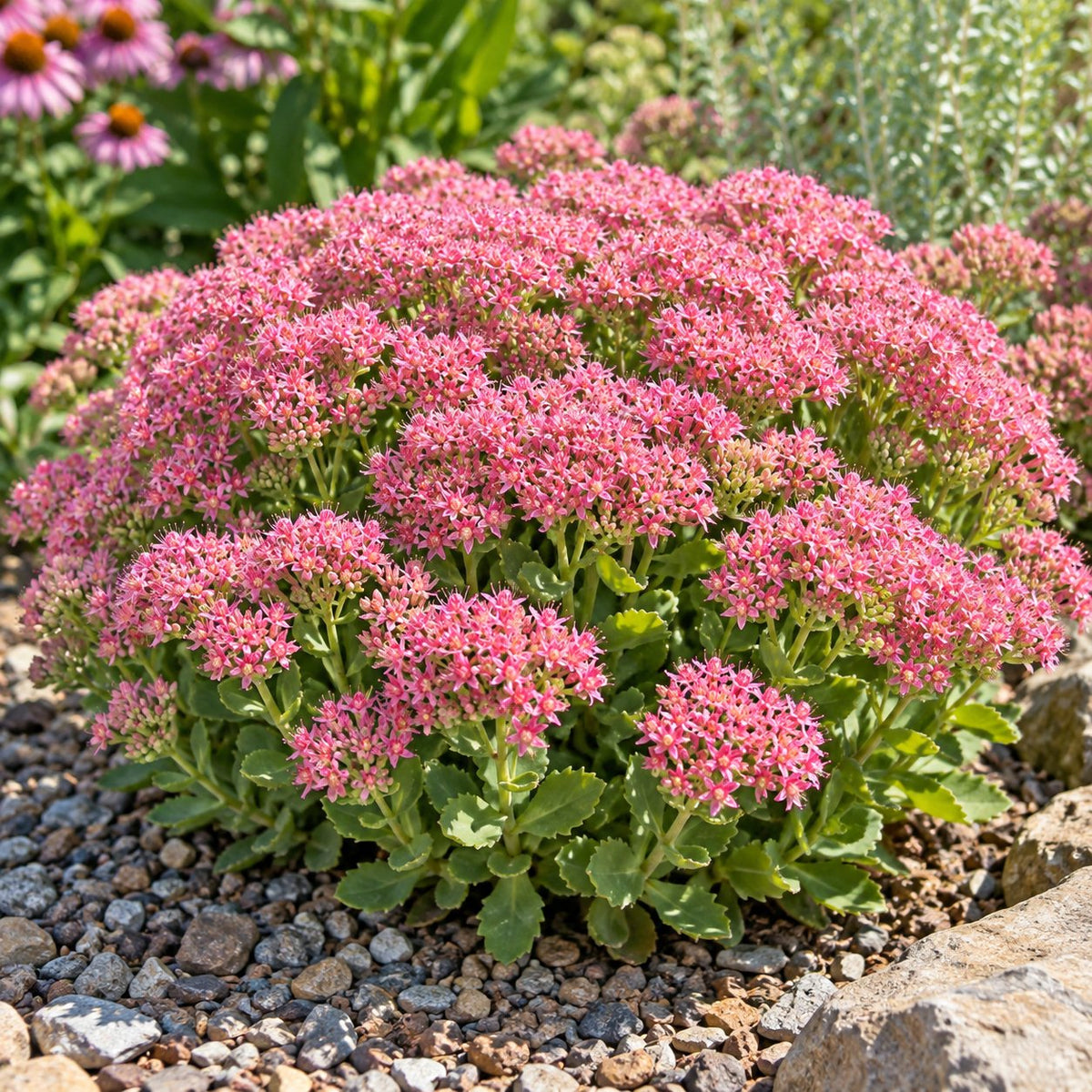 Pure Joy Stonecrop