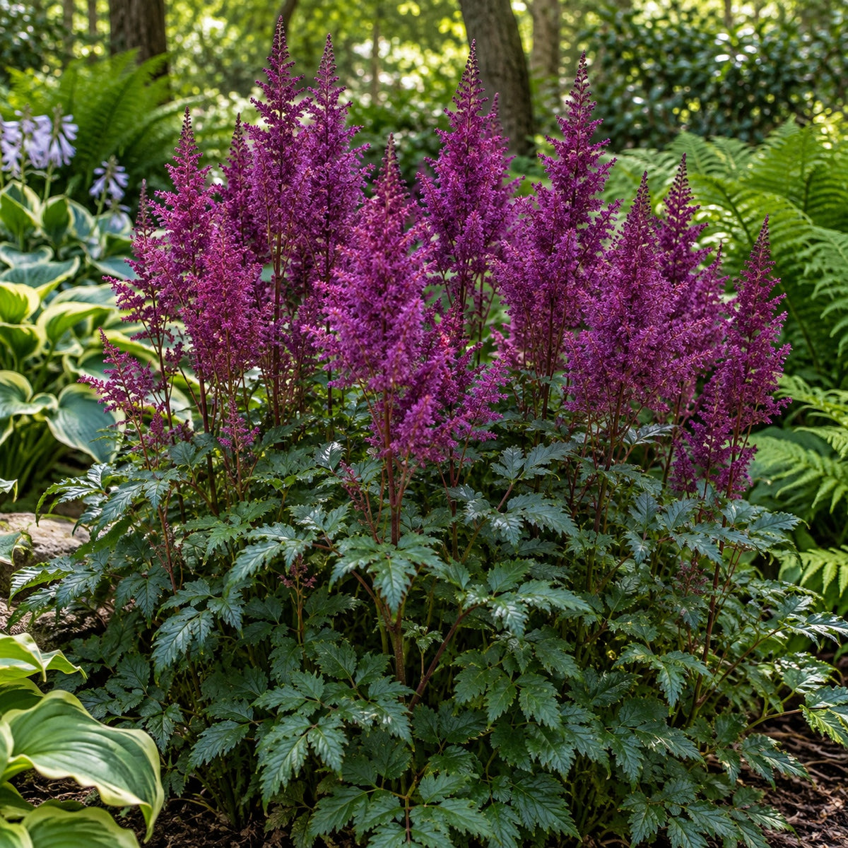 Purple Candles Astilbe growing in a garden