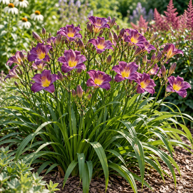Purple de Oro