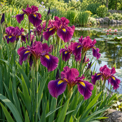 Purple Dragon's Valley Pseudata Iris growing in a garden