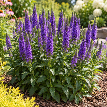 Purple Illusion Spike Speedwell